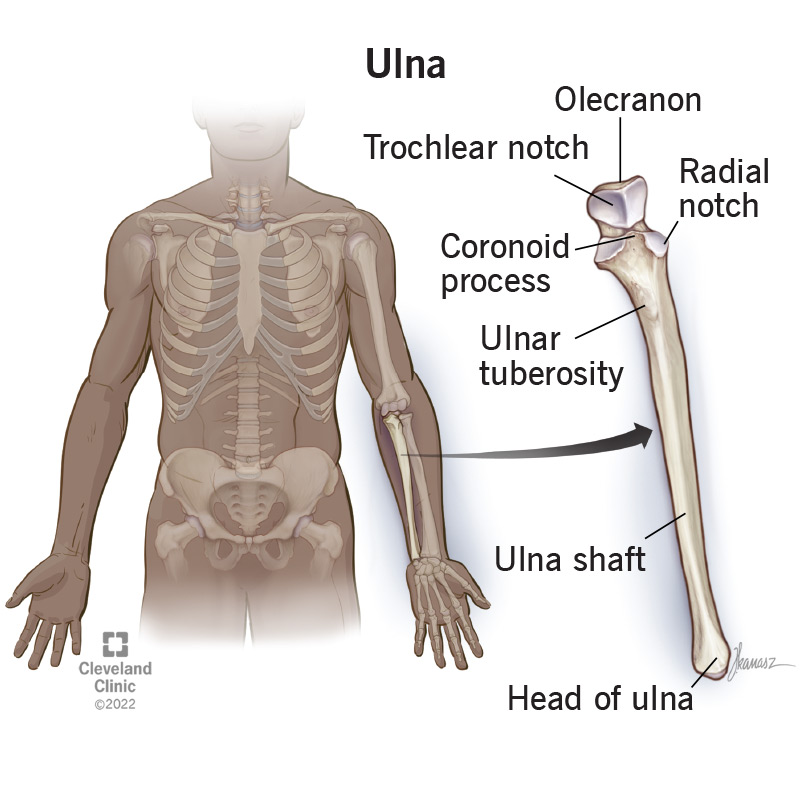 <p><strong>Proximal Ulna</strong>: Ulnar tuberosity </p>