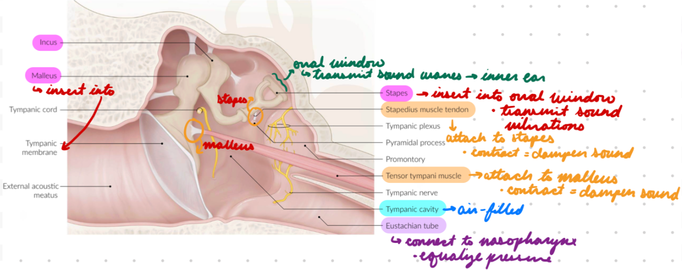 <p>Connect tympanic cavity → Nasopharynx</p><p>Function: Equalize pressure around tympanic membrane</p><ul><li><p>Middle ear pressure = External environment pressure</p></li><li><p>Open when chewing, swallowing, yawning</p></li></ul><p></p>