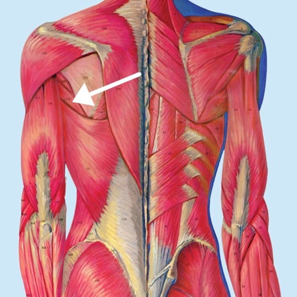 <p>What is this muscle?</p>