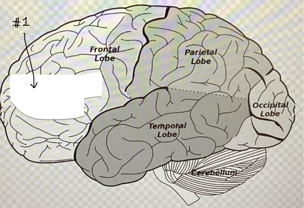 <p>#1: Name and function</p>