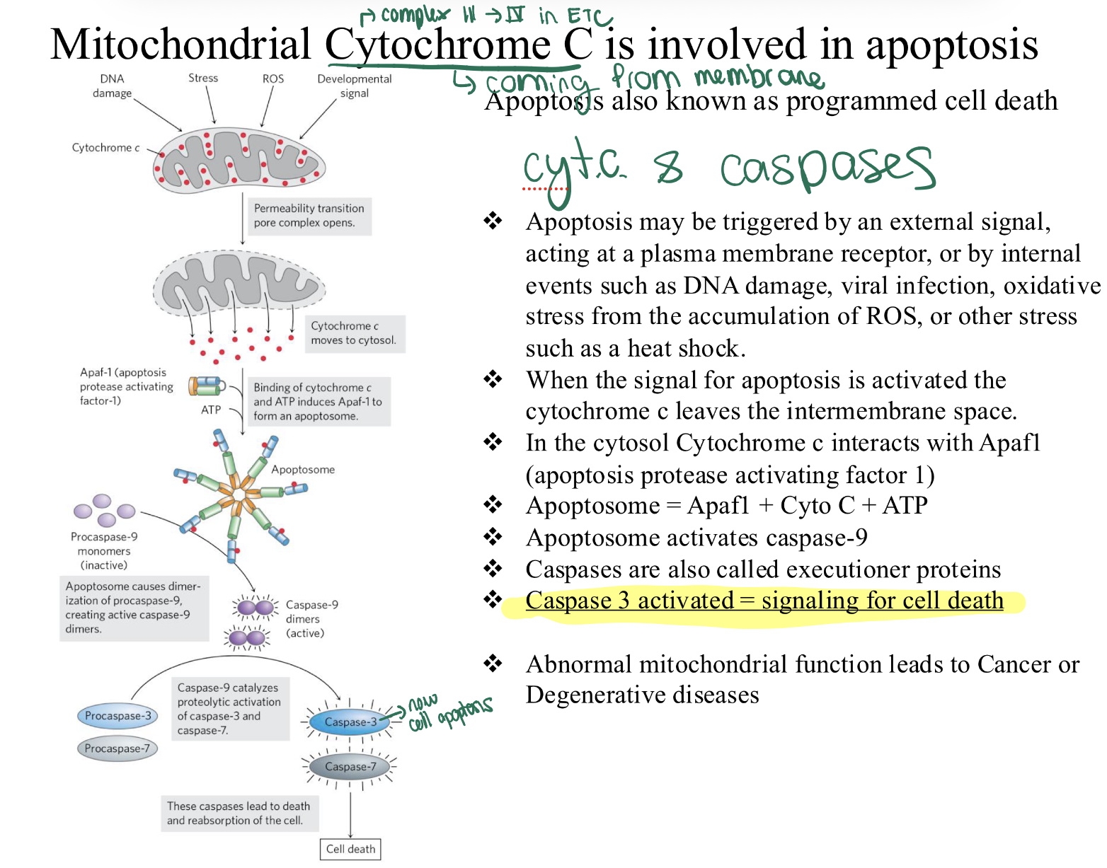 <p><span><strong><span>Stress/Signal—> </span></strong><span>Cyto C leaks into cytosol.</span></span></p><p><span><strong><span>Cyto C + Apaf1 + ATP—> Apoptosome</span></strong><span>.</span></span></p><p><span><strong><span>Apoptosome—> </span></strong><span>Activates </span><strong><span>Caspase-9</span></strong><span>.</span></span></p><p><span><strong><span>Caspase-9—> </span></strong><span>Activates </span><strong><span>Caspase-3</span></strong><span> (Executioner).</span></span></p><ol><li><p><span><strong><span>Result:</span></strong><span> Cell Death.</span></span></p></li></ol><p>BASICALLY IF <strong>Cytochrome c is in the Cytosol:</strong><span><span> It is a </span></span><strong>death-trigger</strong><span><span>.</span></span></p>