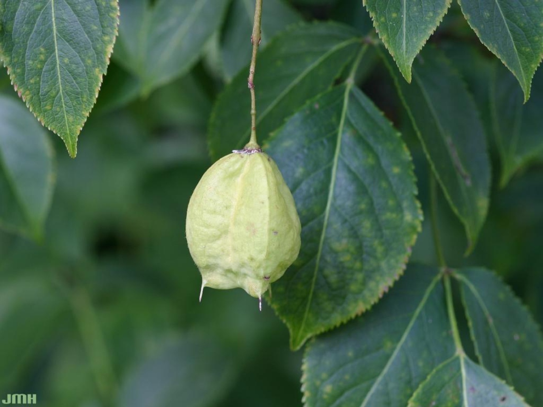 <p>loves shade and water, important for leaf cutter bees,<em> shade, loam</em></p>