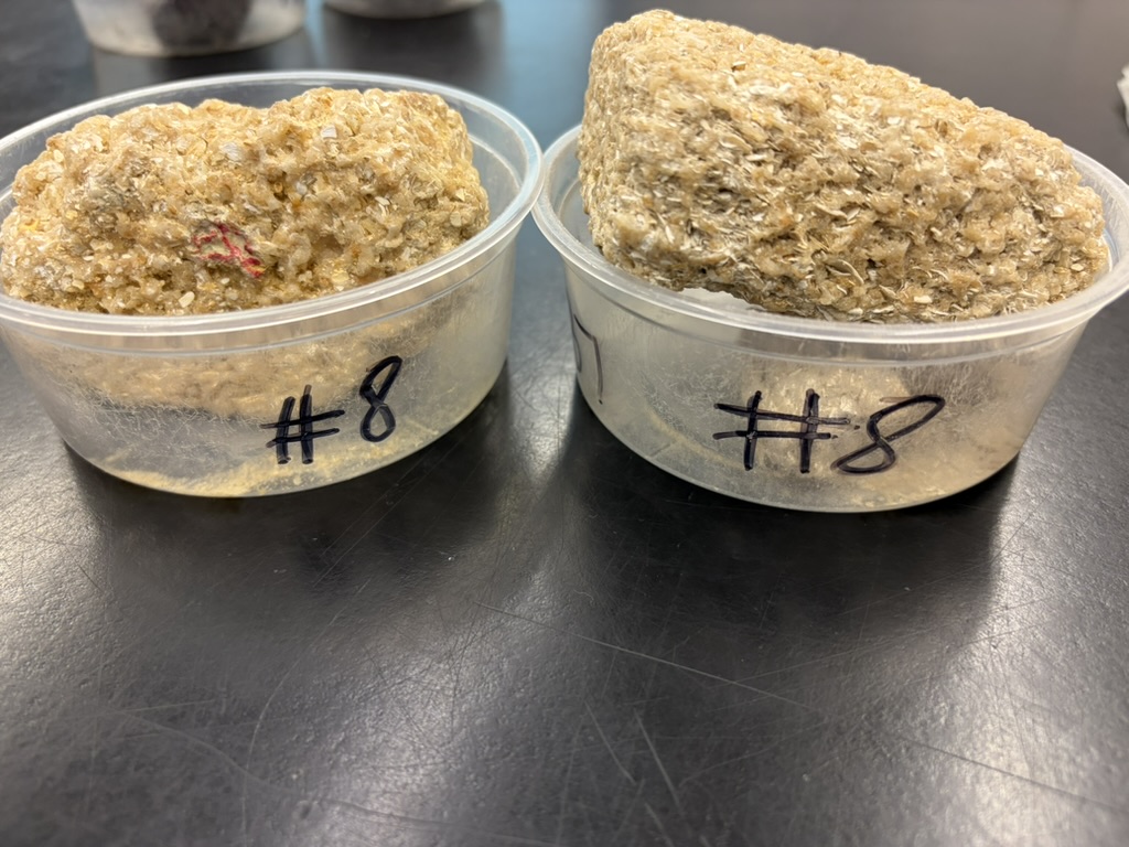 <p>Biochemical<br>Clastic<br>Middle Marine Shelf<br>Medium Energy</p>