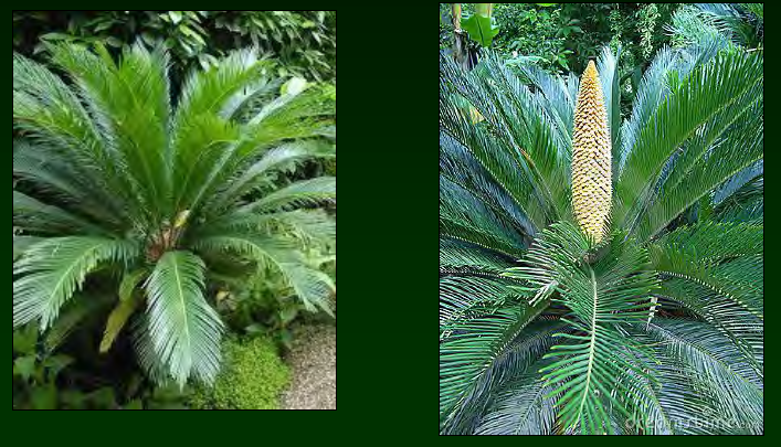 <p>•</p><p>Cycadaceae</p><p>•</p><p>Japan</p><p>•</p><p>Poisonous!</p><p>•</p><p>Key Characters:</p><p>•</p><p>Very stiff palm-like leaves</p>