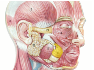 <p>What is the highlighted region? And what is its action? What is its innervation? </p>