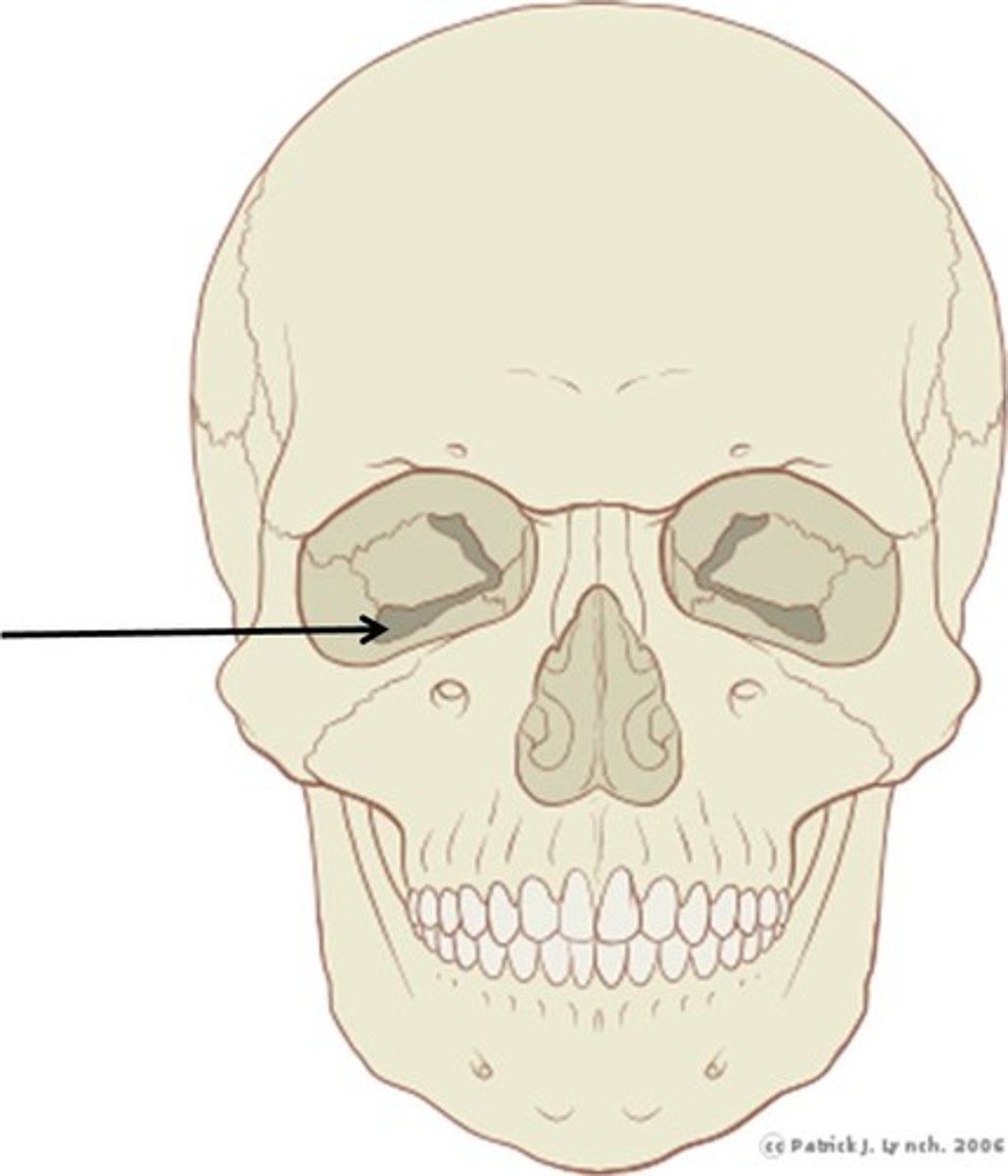 knowt flashcard image