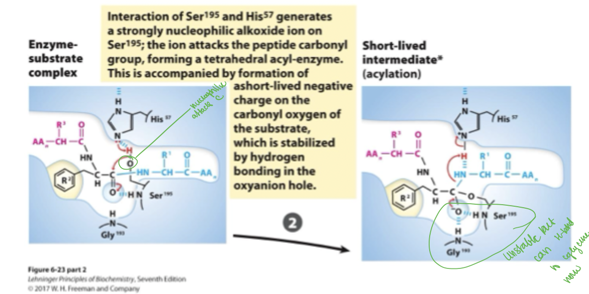 <p>histidine takes serines proton, serines now negatively charged oxygen is now a nucleophile and attacks the carboxyl carbon which causes the =o to become a —o-</p><p>this —o- can now go back to being a =o which kicks off teh c-terminal peptide, giving the extra electrons to hydrogen </p>