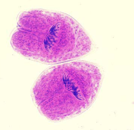 <p>Identify: Found in sheep viscera </p>