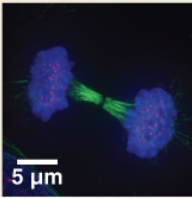 <p>What miotic phase is being shown </p>