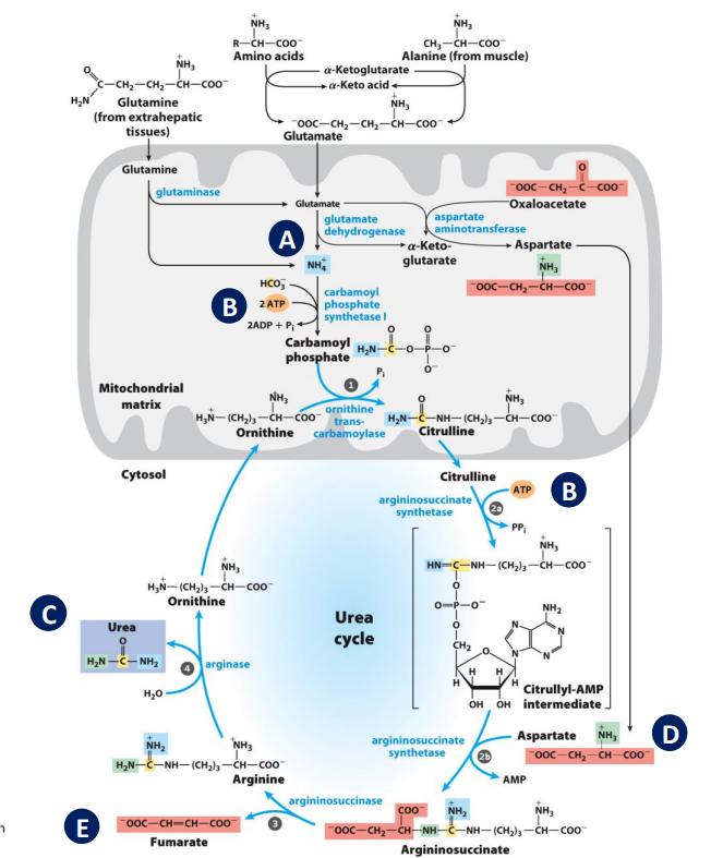 <ul><li><p>NH4+ removed via deamination </p></li><li><p>Energy dependent pathway - nitrogen group converted to carbamoyl phosphate</p></li><li><p>Nitrogen released from the cycle in the form of Urea </p></li><li><p>Urea contains 2 amine groups </p></li><li><p>Amine groups come from glutamine /glutamate and aspartate </p><ul><li><p> Fumarate is released (can be recycled and enter KREB cycle)</p></li></ul></li></ul><p></p><ul><li><p>first part of urea cycle occurs in mitochondria </p></li></ul><p></p>