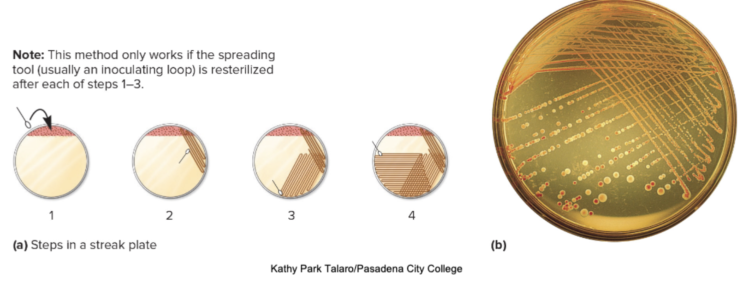<p>Technique of spreading a mixture of cells on an agar surface</p><p>using an inoculating loop or swab.</p><p>• Goal is to obtain individual cells that are separated from</p><p>each other.</p><p>Each cell can reproduce to form a separate colony (visible</p><p>cluster of microorganisms).</p>