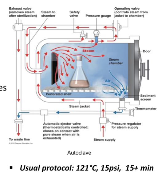 <p>Moist heat includes:</p><ul><li><p><strong>Boiling</strong>: kills <strong>bacteria</strong>, <strong>fungi</strong> and <strong>most</strong> <strong>viruses</strong> (<strong>not</strong> <strong>endospores</strong>)</p></li><li><p><strong>Autoclave: most</strong> <strong>effective</strong> <strong>form</strong> of <strong>sterilization</strong></p><ul><li><p>Uses <strong>steam</strong> <strong>under</strong> <strong>pressure</strong></p></li></ul></li></ul><p></p>