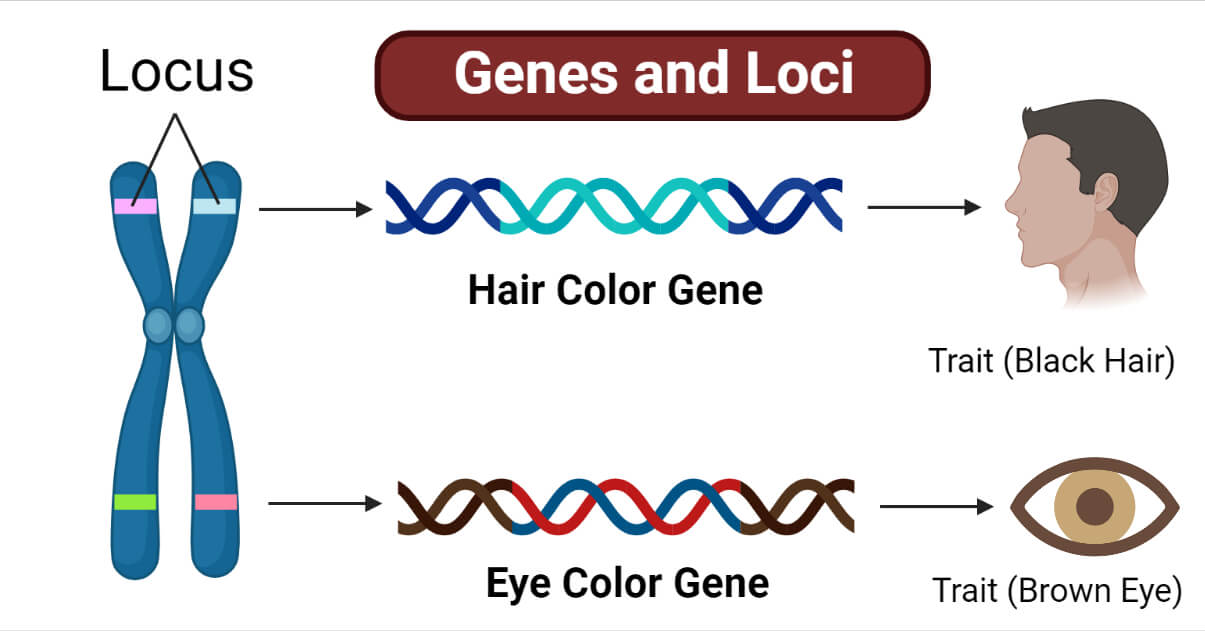 <p><strong>Allele</strong>=<strong> </strong>one particular variant of a gene received from a parent</p><p><strong>Gene locus</strong>= the specific, fixed location on the chromosome where a trait is located</p>