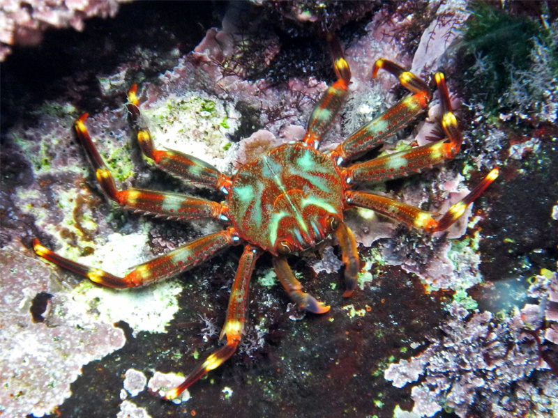 <p>Nimble spray crab</p><p>- Carapace about 4 cm</p><p>- Very thin carapace</p><p>- Long flattened legs</p><p>- Brown with red lines and yellow circles close to articulations</p><p>- Invasive species (most invasive decapod crustacean), as native in America, may compete for habitat with Pachygrapsusmarmoratus and Eriphia verrucosa</p>