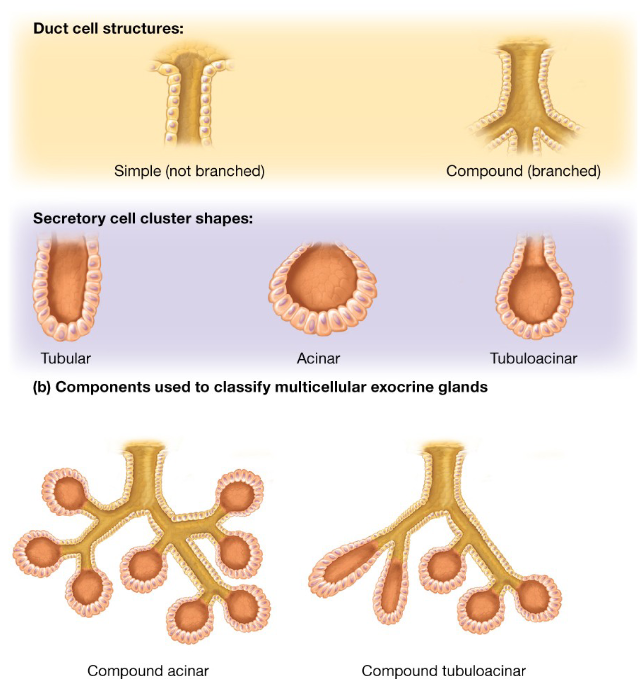 <p>classified by the structure of their ducts and the shape of their secretory cell clusters:</p><p>Duct structure</p><p>-Simple Glands- ducts do not have branch</p><p>-Compound gland- ducts do have branches</p><p>Shape of Secretory Cell Clusters</p><p>-Tubular- long or straight or coiled</p><p>-Acinar- Spherical</p><p>-Tubuloacinar- both tubular and acinar portions</p>