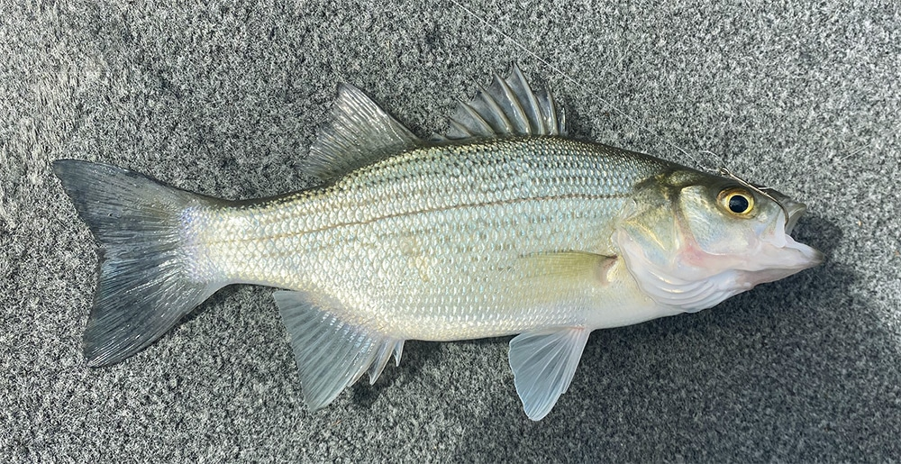 <p>12–15 inches long. It has large, rough scales and <strong>two dorsal fins</strong>. Silvery-white sides, marked by a series of thin, horizontal stripes, only one of which extends to the tail.</p>