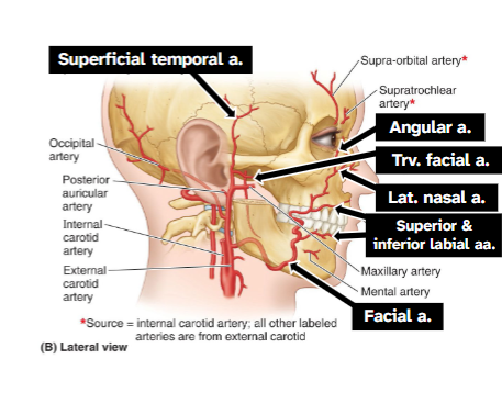 <p>Facial artery (ECA) supplies anterior face, branches: inferior labial, superior labial, lateral nasal</p><p>Terminal branch: angular artery</p>