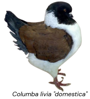 <ul><li><p>meat type</p></li><li><p>US</p></li><li><p>large body. white feathers, calm temperament, bred mainly for size and meat yield</p></li></ul><p></p>