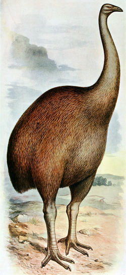 <ul><li><p><span style="background-color: transparent; font-family: "Helvetica Neue", sans-serif;">Terrestrial bird originally found in New Zealand&nbsp;</span></p></li><li><p><span style="background-color: transparent; font-family: "Helvetica Neue", sans-serif;">With no natural predators, moa populations were highly sensitive to hunting&nbsp;</span></p><ul><li><p><span style="background-color: transparent; font-family: "Helvetica Neue", sans-serif;">Hunted for food by Maori until extinction, in less than 200 years&nbsp;</span></p></li></ul></li></ul><p></p>