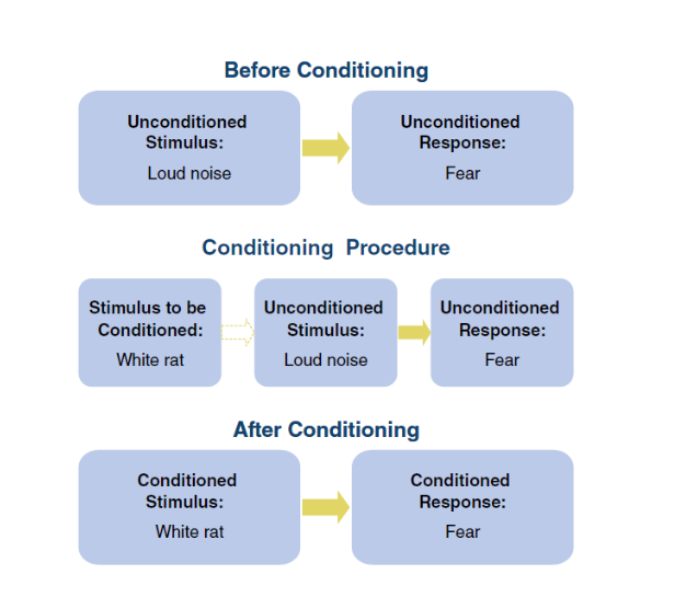 <p>he and his assistand conditioned a phobic reaction in a 9 month ol dinfant using classical conditioning </p>