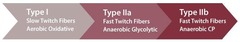 <p>Muscle fibers that take a long time to develop force, have greater endurance, and are found in muscles that maintain posture.</p>