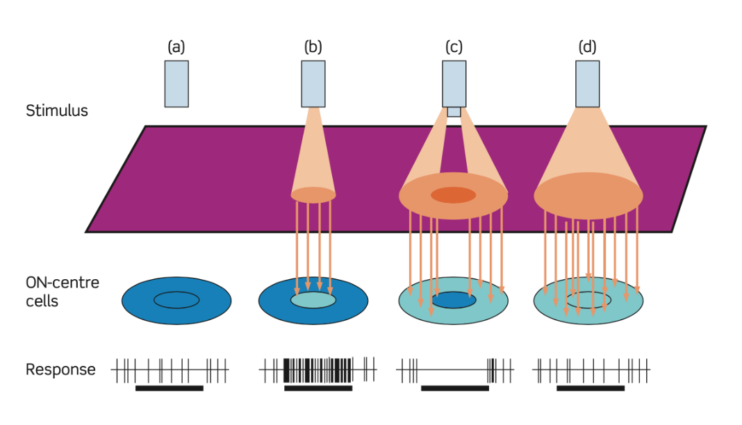 <p>What is centre-surround organisation?</p>