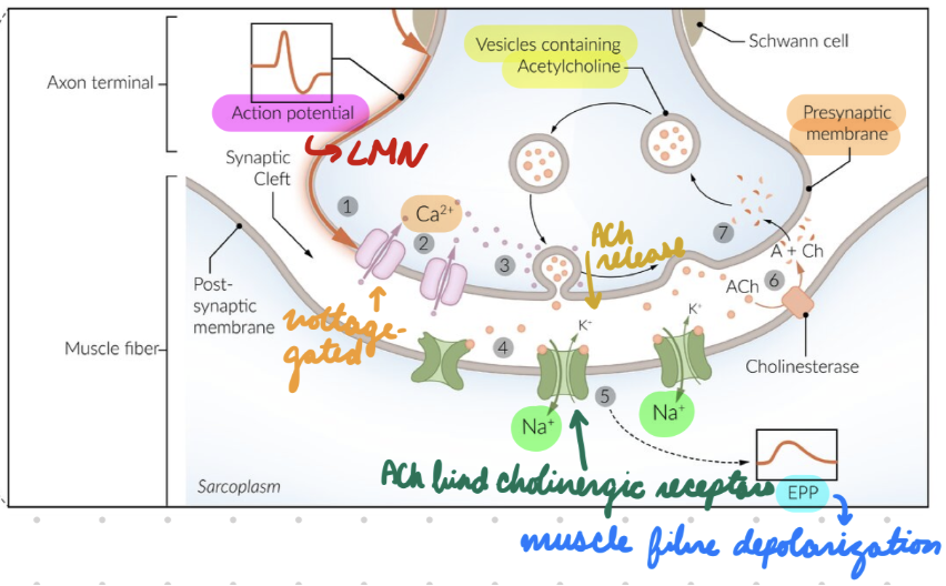 <p>At motor endplate (closest to motor neuron axon)</p><ol><li><p>AP from LMN = Open presynaptic voltage-gated Ca2+ channels = Stimulate ACh release from vesicles into synaptic cleft</p></li><li><p>ACh bind postsynaptic cholinergic receptors = Muscle fibre depolarize = Stimulate Ca2+ release from SR into sarcoplasm (intracellular)</p></li></ol><p></p>