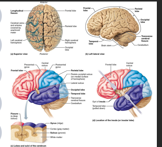 <ul><li><p>composed of two cerebral hemispheres (left and right)</p></li><li><p>83% of brain’s total mass</p></li><li><p>surface of cerebrum is marked by gyri (elevated ridges)</p><ul><li><p>sulcus → furrow between gyri</p></li><li><p>fissure → deeper sulcus</p></li></ul></li><li><p>each cerebral hemisphere is divided into five lobes</p></li></ul><p></p>
