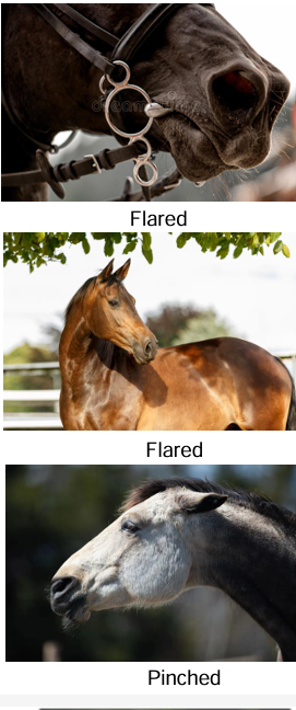 <ul><li><p>flared- frightened, anxious, after heavy exercise, omething of strong interest</p></li><li><p>pinched nostrils- anger pain or something of great concern</p></li></ul><p></p>