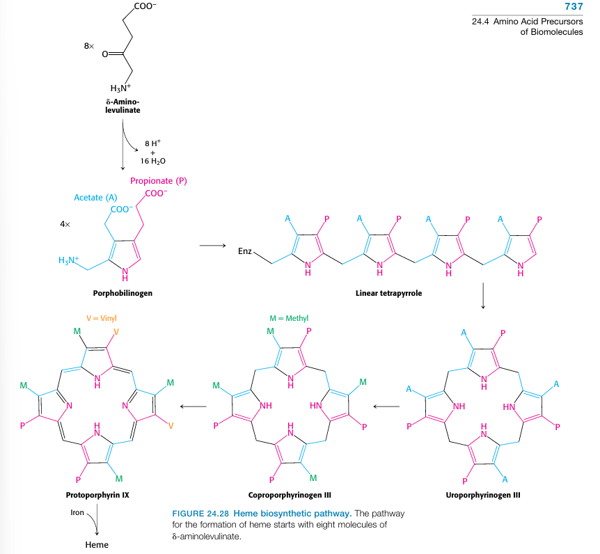 <p>Porphyrin Synthesis </p>