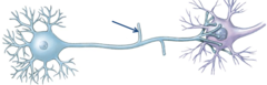 <p>small branches of an axon</p>