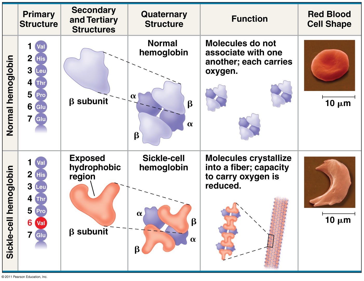 <p><span>The central dogma of molecular biology</span>, proposed by Francis Crick in 1958, is <mark>the foundational concept explaining the unidirectional flow of genetic information within a biological system: from </mark><strong><mark>DNA</mark></strong><mark> to </mark><strong><mark>RNA</mark></strong><mark> to </mark><strong><mark>protein</mark></strong>. It dictates that genetic instructions are stored, copied, and translated to build the functional molecules of life</p>