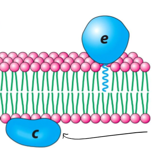 <p>What are peripheral proteins?</p>