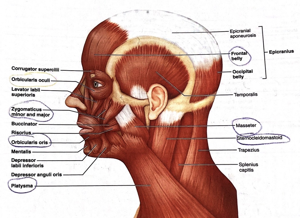 <p>Frontal belly of epicranius</p>