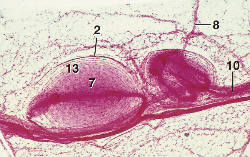 <p>Part and Stain?</p>