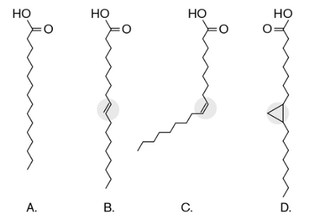 <p>In the figure below, which fatty acid increases membrane fluidity, and what type of bond is responsible for this effect?</p>