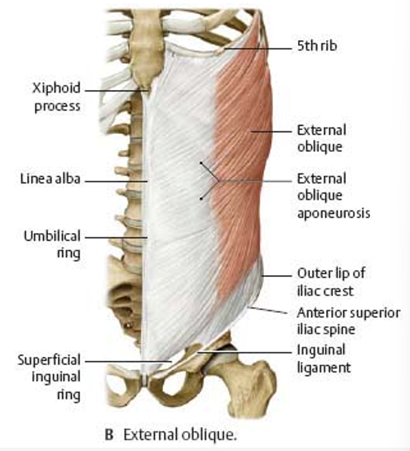 <p>external abdominal oblique characteristics </p>