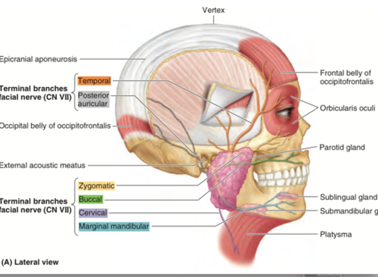 <p>What is the clinical relevance associated with CN VII?</p>