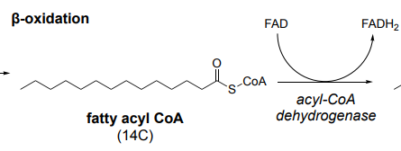 <p>Beta Oxidation (1/4)</p>