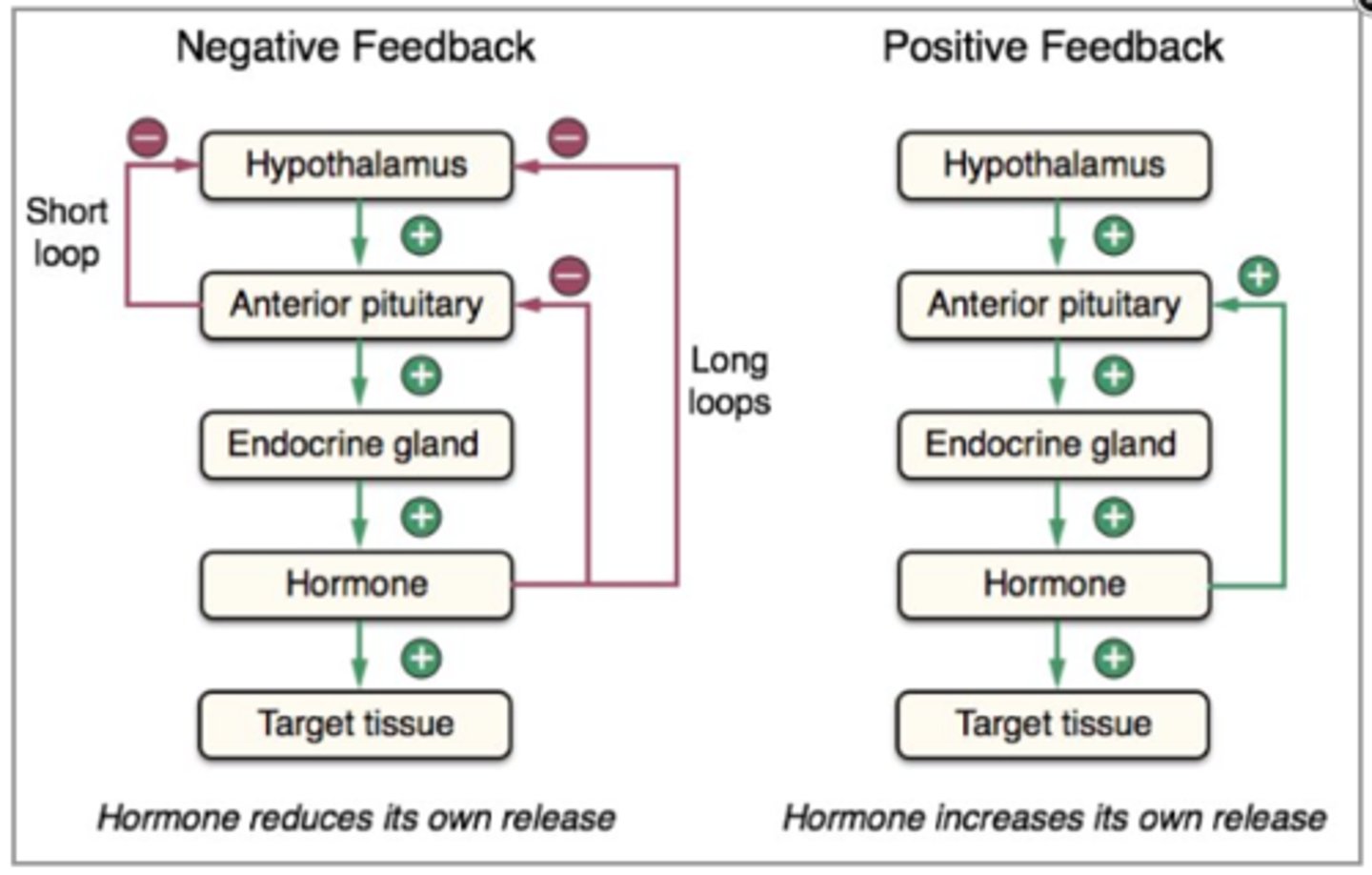 <p>The control mechanism that keeps hormonal levels constant</p>