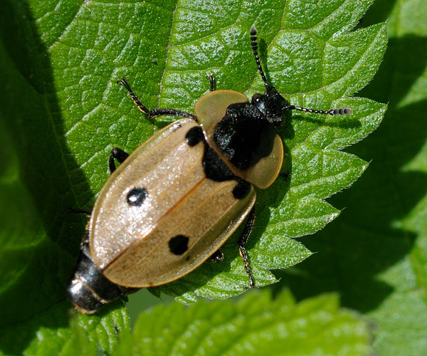 <p></p><p>rad:</p><p>druh:</p>