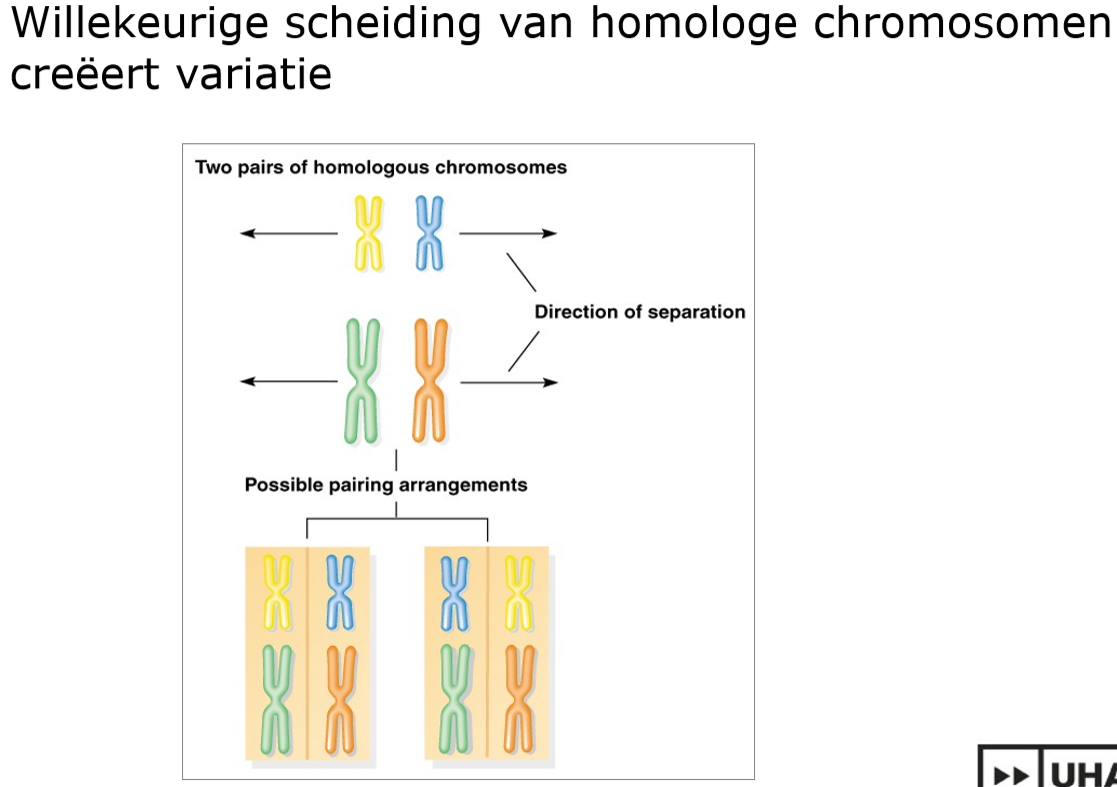 <p>de willekeurige scheiding van de homologe chromosomen </p><p>De orientering van de chromosomen gebeurt willekeurig dus willekeurige crossing over tussen 2 random chromosomen</p>