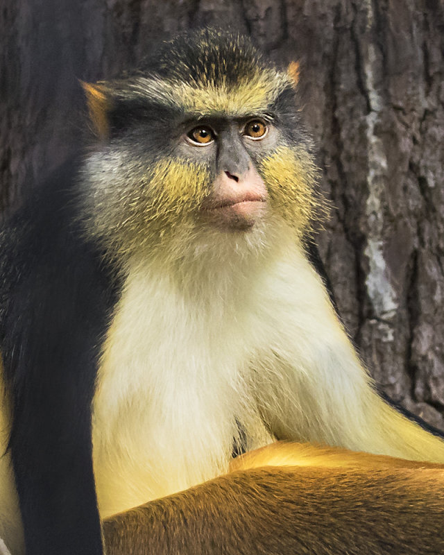 <p>Guenon</p>