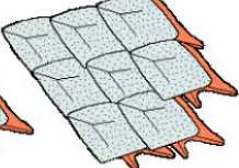 <p>Hard, diamond-shaped scales found in primitive bony fishes like gars.</p>
