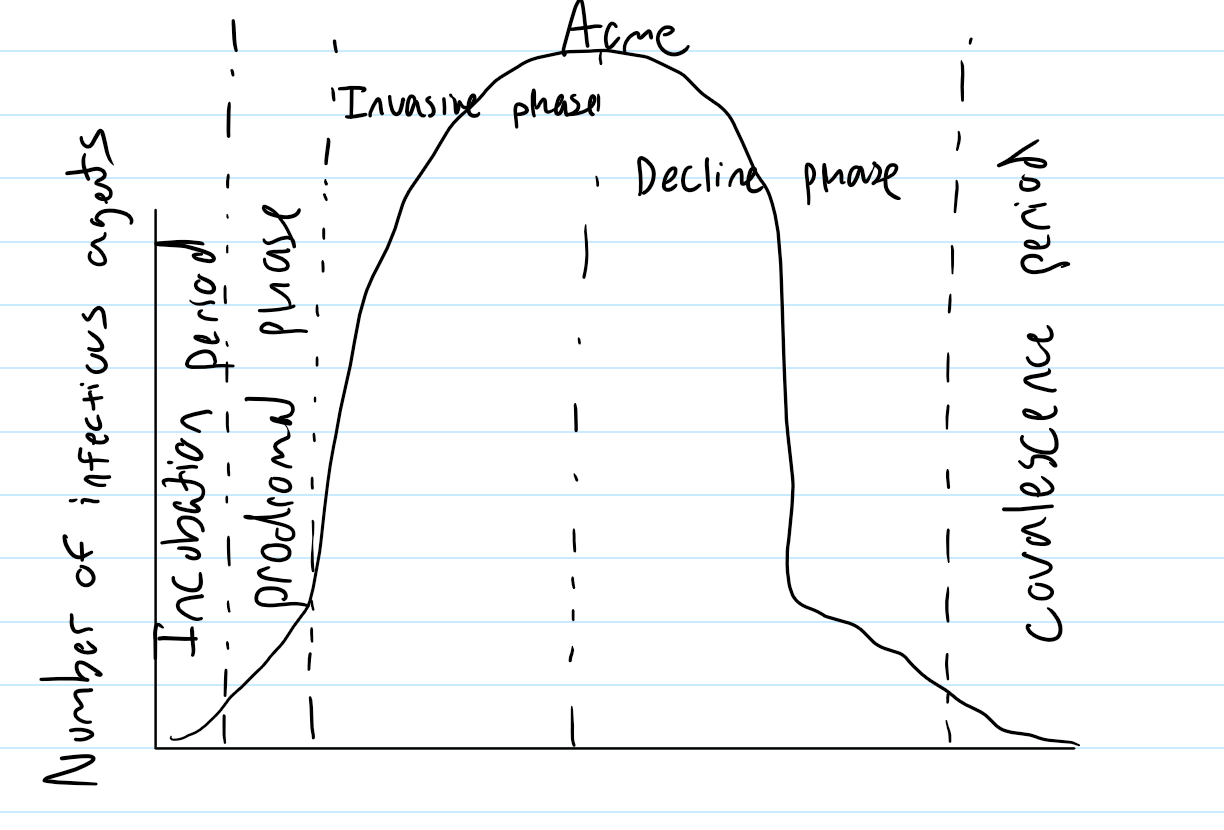<p>Stages of an infection including incubation, prodromal, invasive, acme, decline, and convalescent phases.</p>
