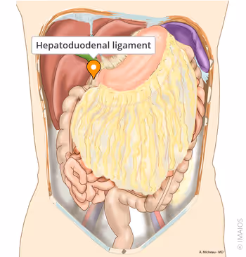 <p>liver - 1st part of the duodenum</p>