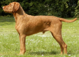 <p>welk type hond is dit</p>
