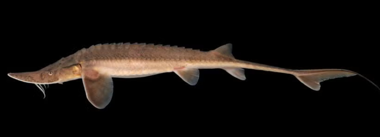 <p>Shovelnose sturgeon</p>