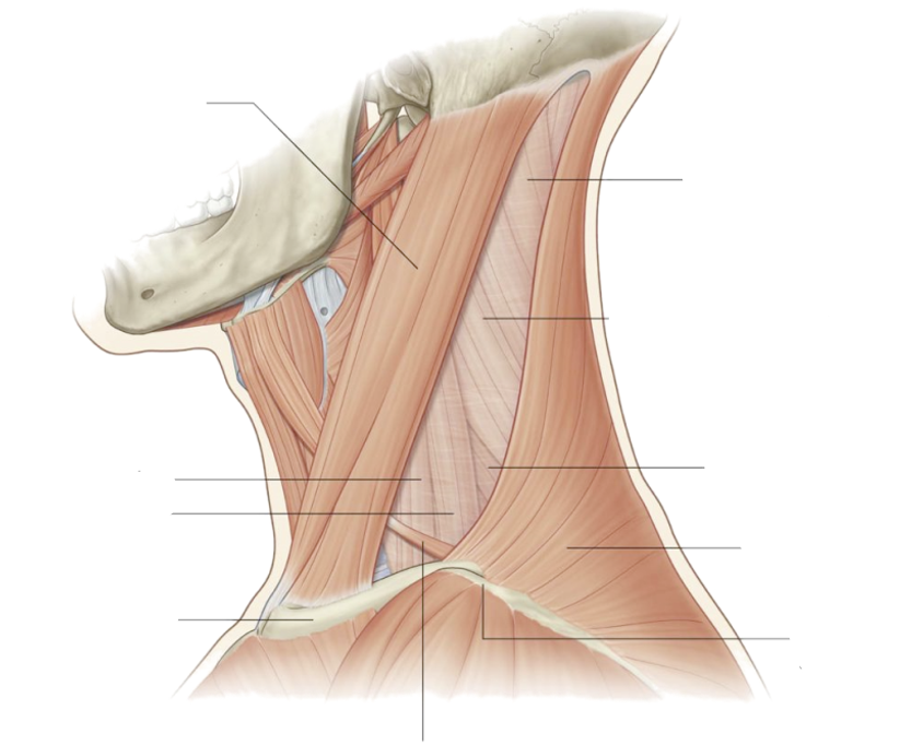 <p>Trapezius</p>
