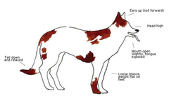 <p>Eyes: Relaxed eyes, normal pupils, soft eyes</p><p>Ears: Neutral; back but not flattened; loose</p><p>Mouth: Open or closed; lips are long and soft, commissures relaxed</p><p>Face: Soft and loose</p><p>Spine/Posture: Flexible from neck to tail</p><p>Tail: Level with topline; slightly above or below topline, wagging</p>